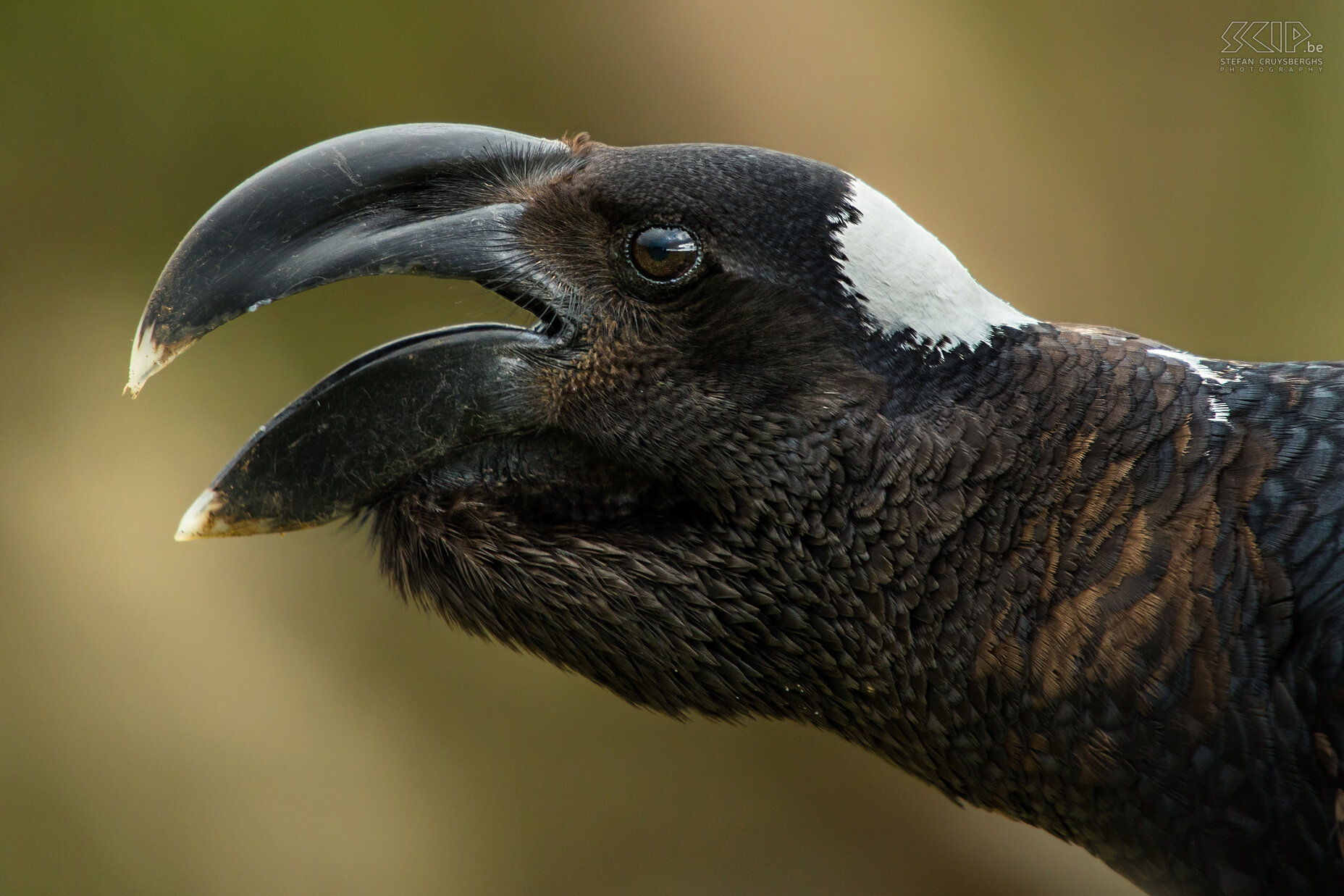 Simien Mountains - Geech - Ethiopische dikbekraaf In de buurt van de kampplaats van Geech zitten er heel wat vogels waaronder deze Ethiopische dikbekraaf (Thick-billed raven, Corvus crassirostris). Stefan Cruysberghs